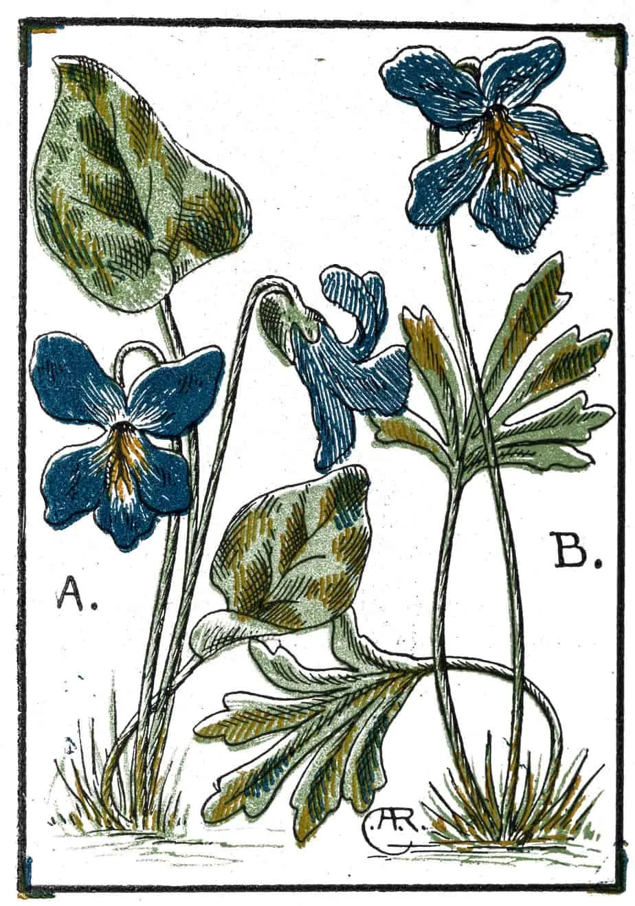 earl grey plant Earl Grey